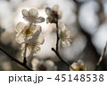 梅の花 45148538