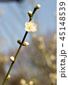 梅の花 45148539