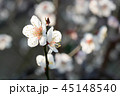 梅の花 45148540