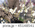 梅の花 45148541