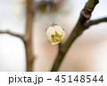 梅の花 45148544