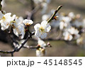梅の花 45148545