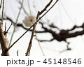 梅の花 45148546