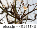 梅の花 45148548