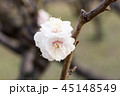 梅の花 45148549