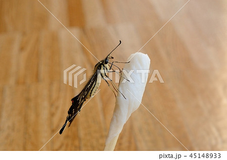 アゲハの餌やり アゲハの餌やり 45148933