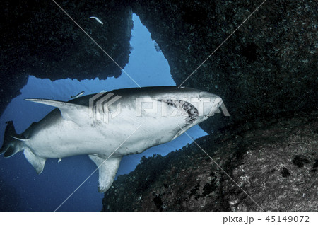シロワニ 45149072