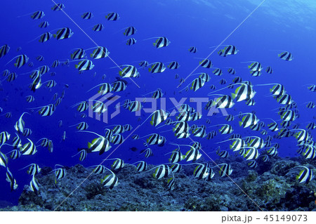 ムレハタタテダイ ムレハタタテダイ 45149073