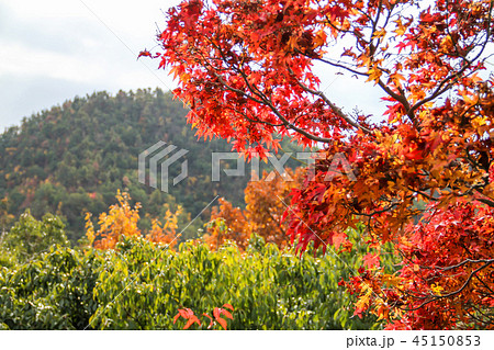 光悦寺の紅葉、鷹峯三山を臨む 光悦寺の紅葉、鷹峯三山を臨む 45150853