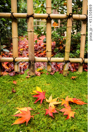 光悦寺の紅葉、露地の苔床に散る紅葉 45150869