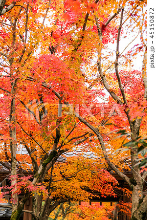 光悦寺の紅葉、山門と真っ赤な楓 光悦寺の紅葉、山門と真っ赤な楓 45150872