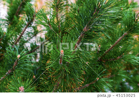 lush spruce green festive pattern vegetative lush spruce green festive pattern vegetative 45153025