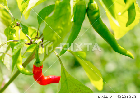 group chili pepper green grow on branches group chili pepper green grow on branches 45153528