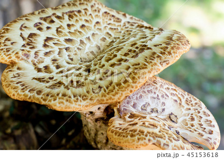 big mushroom hat white brown pattern big mushroom hat white brown pattern 45153618