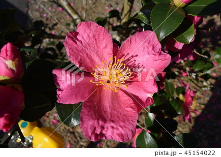 山茶花 45154022
