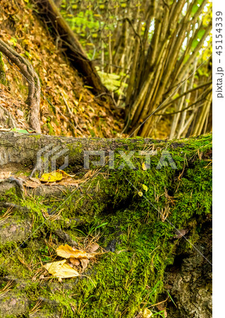 root of a large tree covered with moss base 45154339