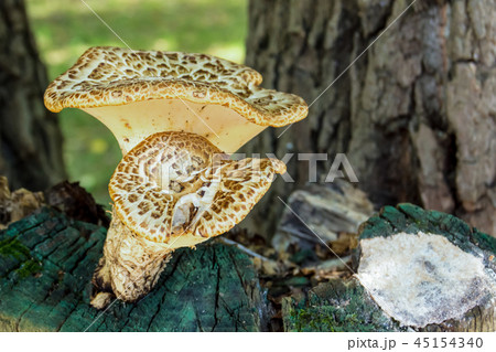 set of mushrooms a pair of fresh fruits 45154340