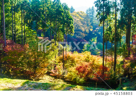 環境芸術の森の紅葉 【佐賀県唐津市】 環境芸術の森の紅葉 【佐賀県唐津市】 45158803