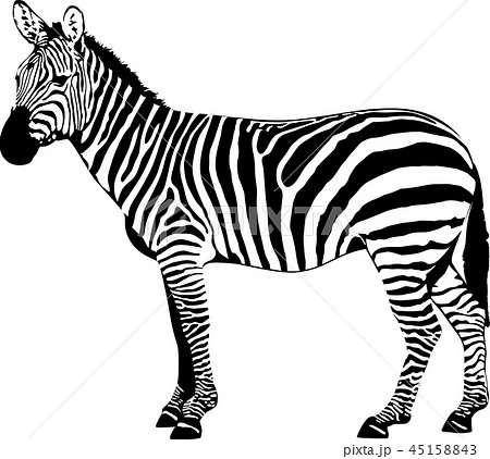 Zebra Vector Illustrationのイラスト素材