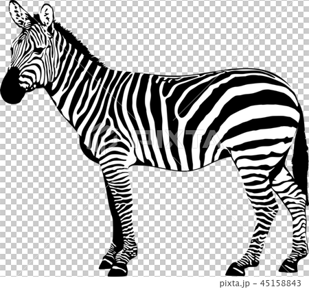 Zebra Vector Illustrationのイラスト素材