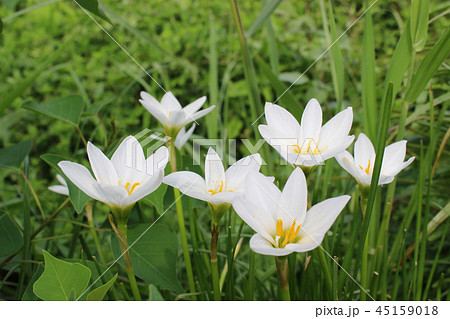 タマスダレの花 45159018