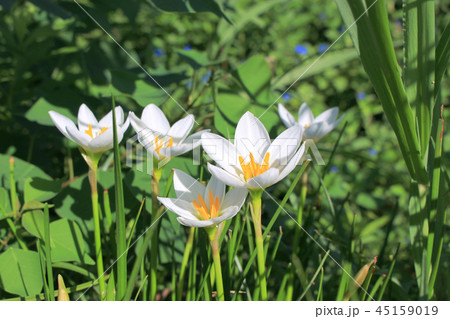 タマスダレの花 45159019