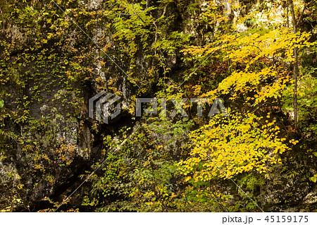 秋色に染まる岩肌 45159175