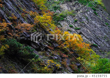 清津峡の紅葉 45159755