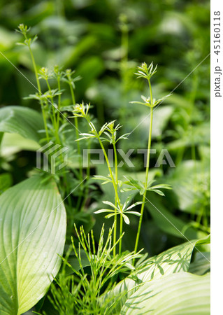 植物 水の香り樹木園 樹木園 45160118