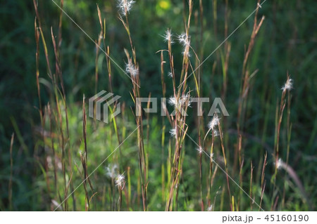 メリケンカルカヤ 45160190