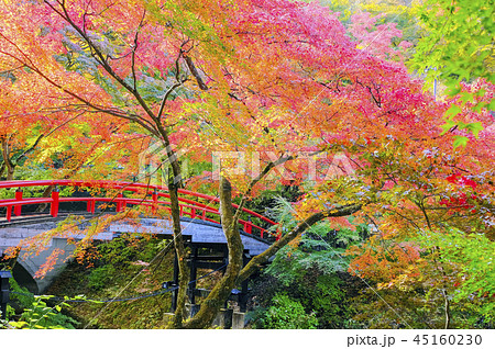 紅葉の河鹿橋2018-1 紅葉の河鹿橋2018-1 45160230