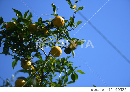 実生ゆず 45160522