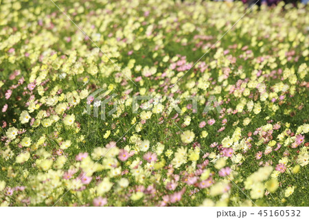 コスモス コスモス 45160532