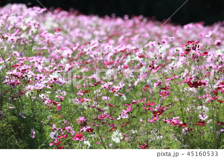 コスモス コスモス 45160533