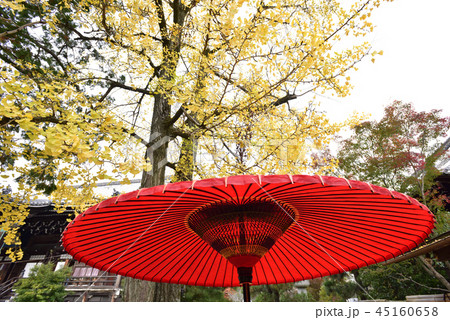 清涼寺(嵯峨釈迦堂)大銀杏 清涼寺(嵯峨釈迦堂)大銀杏 45160658