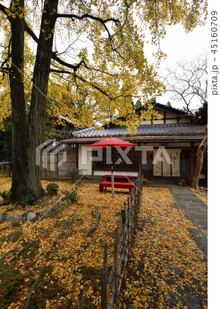 清涼寺（嵯峨釈迦堂）大銀杏 45160709