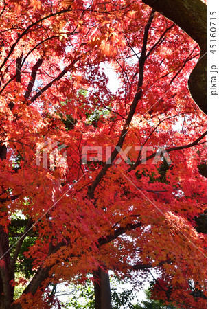 養源院 紅葉 養源院 紅葉 45160715