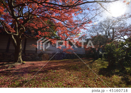 養源院　紅葉 45160718