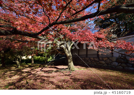 養源院 紅葉 養源院 紅葉 45160719