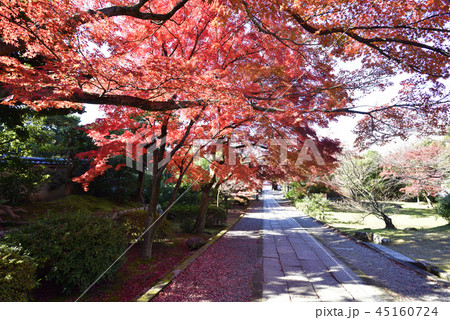 養源院 紅葉 養源院 紅葉 45160724
