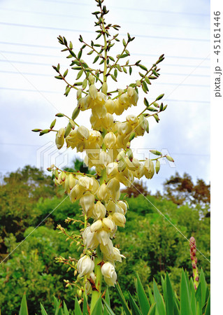 春と秋に二度咲くアツバキミガヨラン 春と秋に二度咲くアツバキミガヨラン 45161446
