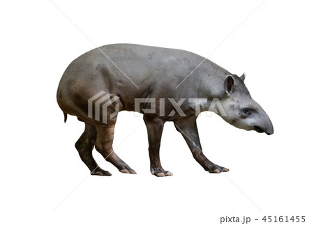 brazilian tapir isolated 45161455
