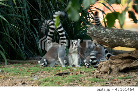 ring tailed lemur 45161464