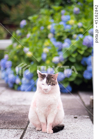 紫陽花と猫の写真素材