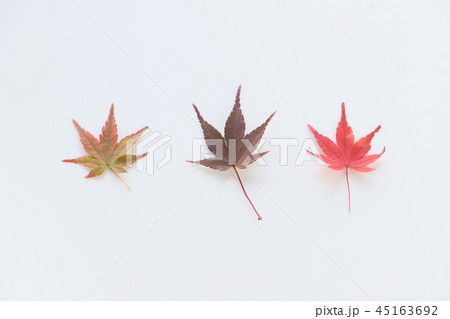 紅葉（イメージ） 45163692