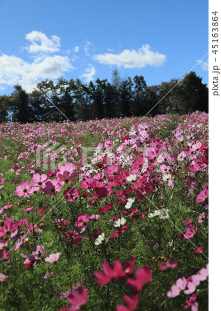 滝野スズラン公園 45163864