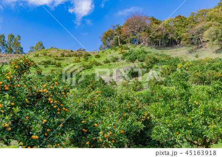みかん狩り みかん農園 みかん畑 みかん狩り みかん農園 みかん畑 45163918