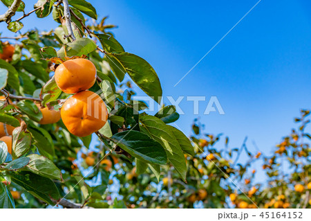 柿畑　柿農園　秋イメージ 45164152