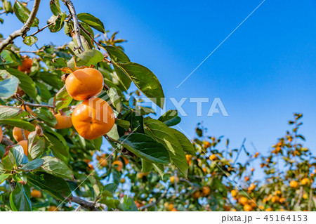 柿畑 柿農園 秋イメージ 柿畑 柿農園 秋イメージ 45164153