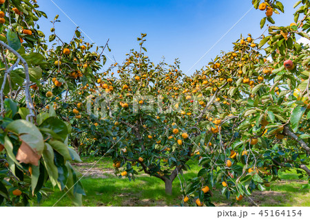 柿畑　柿農園　秋イメージ 45164154